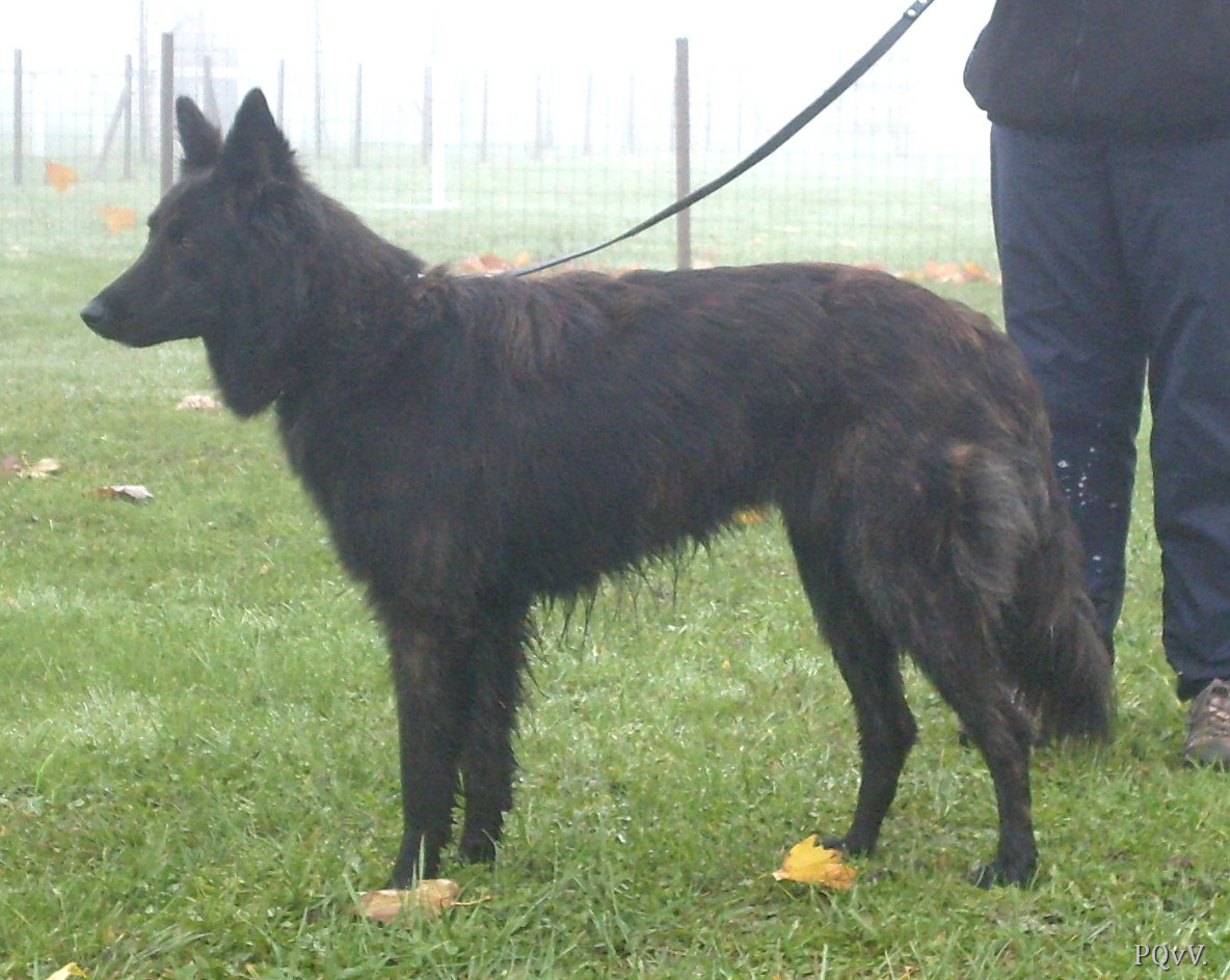 Gravin du Mont Brabant 